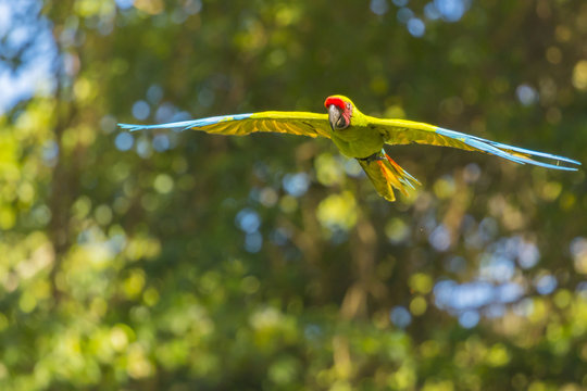Green Macaw Flying