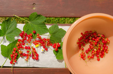 freshly picked and washed current from the garden on the bench