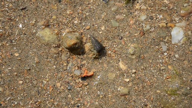 running hermit crab, crab, sand