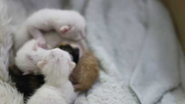 new born cats with white cat mother 