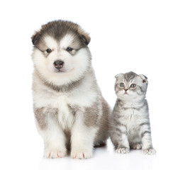 Portrait of a kitten and puppy sitting together. isolated on white background