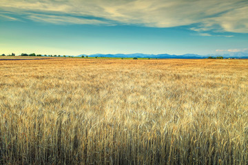 Gold wheat field and blue cloudy sky