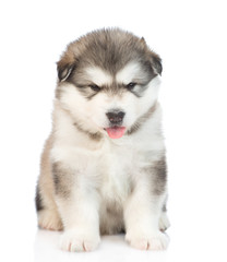 Alaskan malamute puppy sitting in front view. isolated on white background