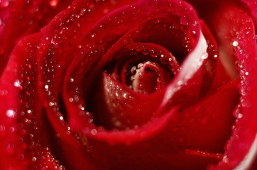 closeup rose bud