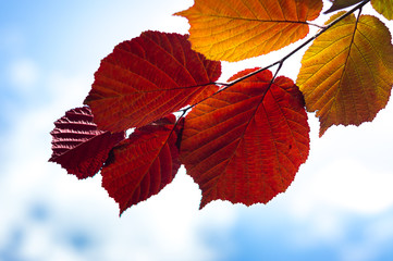 hazel colored leaves