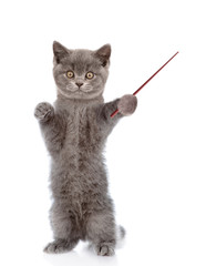 Cat holding a pointing stick. isolated on white background © Ermolaev Alexandr