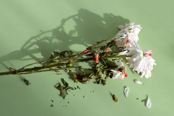 There is a withered chrysanthemum on the table