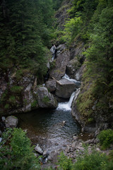 Cascade in the forest