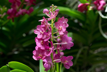 Beautuful purple orchid flowers with buds in branch.