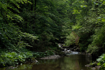 Fototapeta na wymiar Little creek in the forest