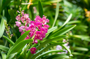 Beautuful purple orchid flowers with buds in branch.