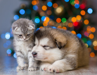 Fototapeta na wymiar Kitten and puppy on a background of the Christmas tree