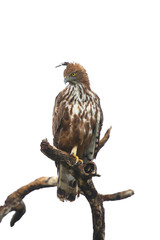 The changeable hawk-eagle or crested hawk-eagle (Nisaetus cirrhatus) sitting on the branch