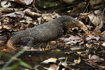 The water monitor (Varanus salvator) lying in a small pond in the jungle