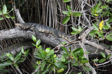 The water monitor (Varanus salvator) lying in the branches of mangroves