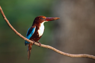 The white-throated kingfisher (Halcyon smyrnensis) also known as the white-breasted kingfisher or Smyrna kingfisher sitting on the branch