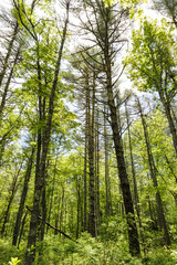 Fototapeta na wymiar Tall trees in Munn Preserve