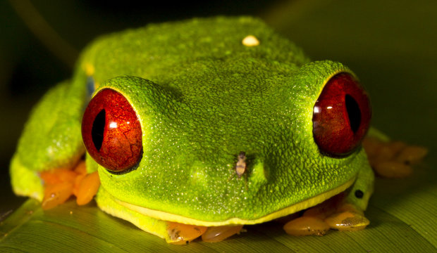 Red-Eyed Frog with a Friend on Nose 