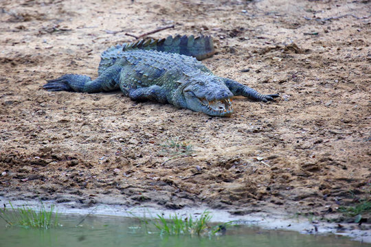 The mugger crocodile (Crocodylus palustris), also called the Indian, Indus, Persian, Sindhu, marsh crocodile or simply mugger on the shore of lake