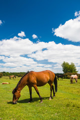 Fototapeta na wymiar Wild, New Forest ponies, Hampshire, England