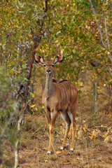 The greater kudu (Tragelaphus strepsiceros), young individual in the autumn bush