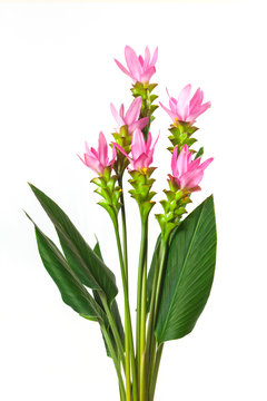 Curcuma zanthorrhiza flower on white background.