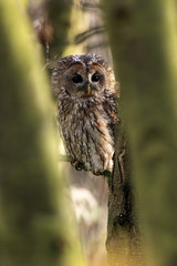 The tawny owl or brown owl (Strix aluco) sitting on a branch in seen through between the trees