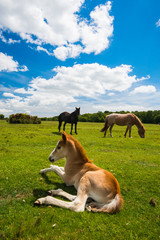 Wild, New Forest ponies, Hampshire, England