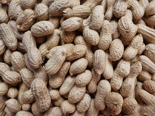 peanut in shell