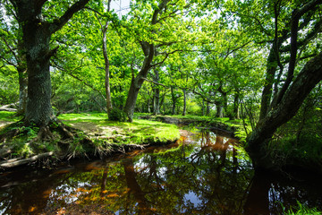 The New Forest national park Hampshire.