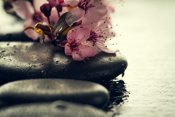 Beautiful pink Spa Flowers on Spa Hot Stones on Water Wet Background. Side Composition. Copy Space. Spa Concept. Dark Background.