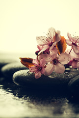 Beautiful pink Spa Flowers on Spa Hot Stones on Water Wet Background. Side Composition. Copy Space. Spa Concept. Dark Background.