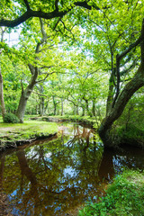 Fototapeta na wymiar The New Forest national park Hampshire.