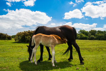 Wild, New Forest ponies, Hampshire, England