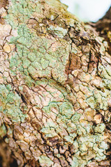 Bark