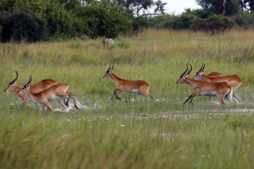 The lechwe (Kobus leche), or southern lechwe, herd running through the swamp