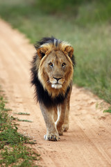 The Transvaal lion (Panthera leo krugeri), also known as the Southeast African lion or Kalahari lion,a large male with dark mane in the control area