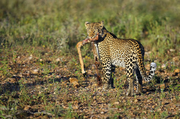 The African leopard (Panthera pardus pardus), young female with prey, the remnants of impalas