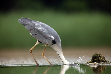 The grey heron (Ardea cinerea) while fishing