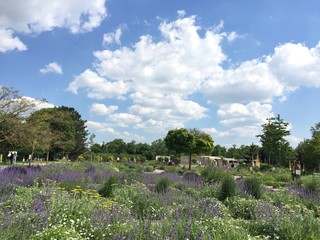 Hirschstettener G&auml;rten Wiien LAvendel