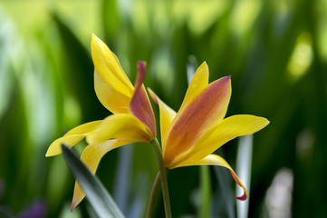 Tulipa stellata chrysantha in bloom, flowering golden lady tulips