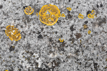 yellow lichen on aged stone texture