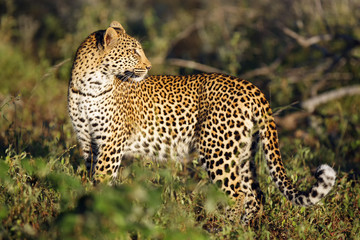 The leopard (Panthera pardus), this is the African leopard (Panthera pardus pardus), young female in colorful dense bush