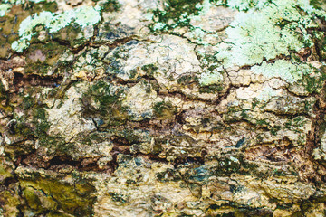 Bark