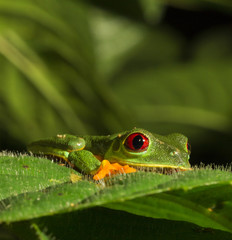 Obraz premium A Frog´s Home