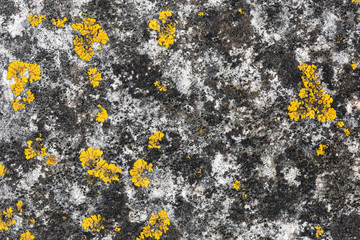 yellow lichen on aged stone texture