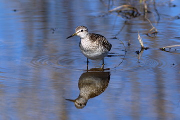 Wood sandpiper walks on water in search of food