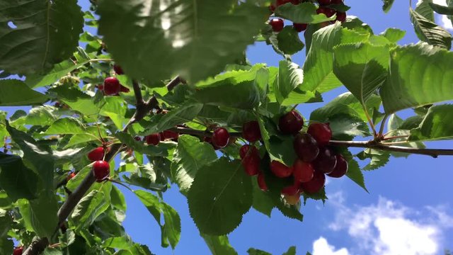 Kirschen am Kirschbaum, Steinobst