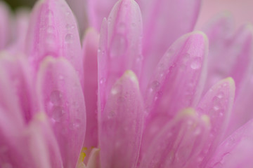 Obraz premium Macro texture of pink Dahlia flower petals with water droplets in horizontal frame
