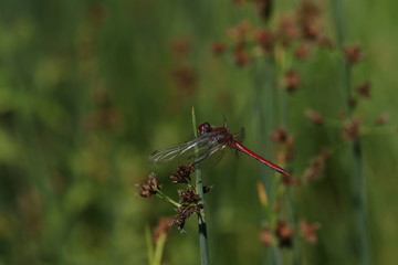 libellule
